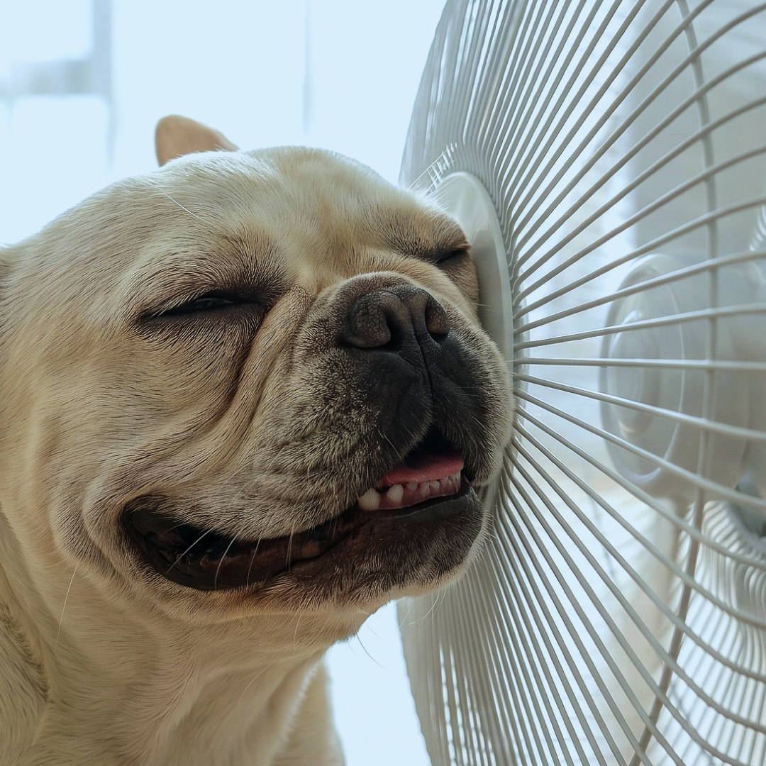 扇風機に顔を押しつけて気持ちよさそうにする犬